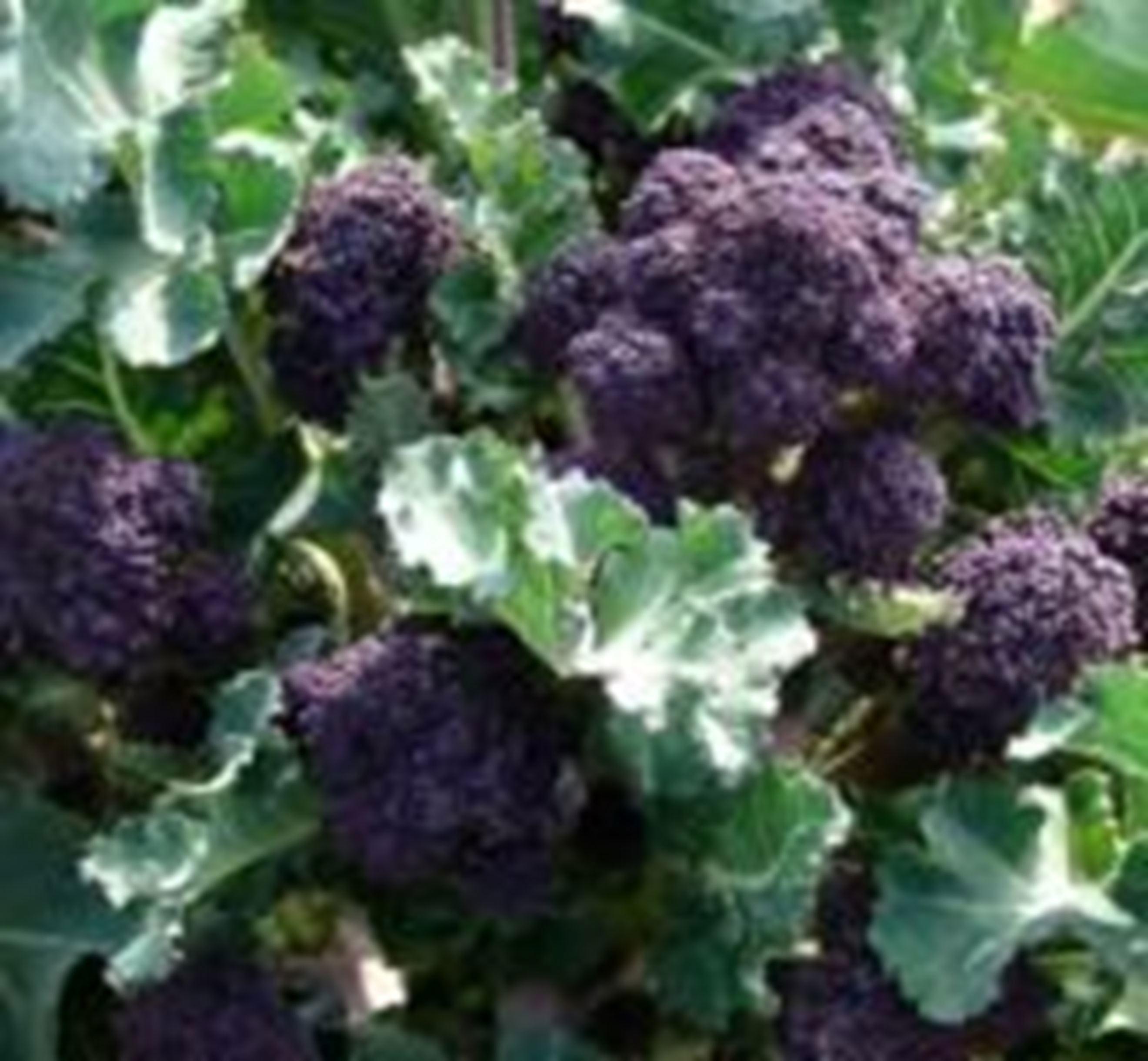 Image of the product