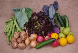 Image of Cornflower Organic Box