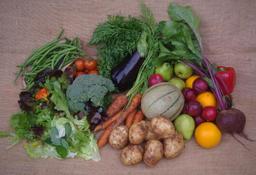 Image of Sunflower Organic Box
