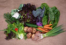 Image of Medium Organic Veg Box